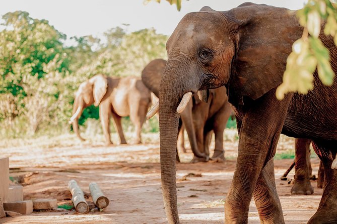 Moments with Elephants - Pickup, mobile tickets, and avoiding morning surprises