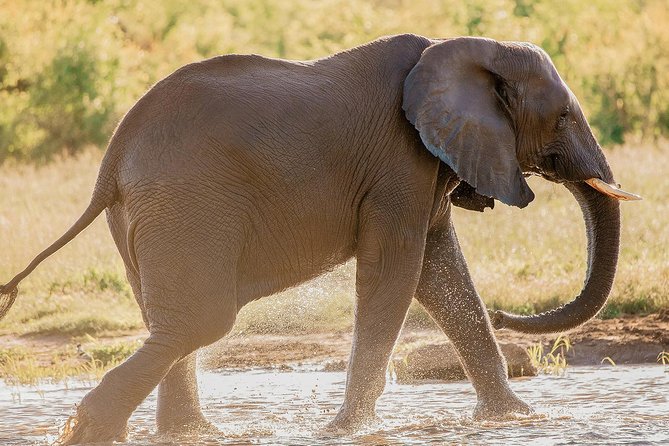 Moments with Elephants - Who this tour fits best, and who might want to choose differently