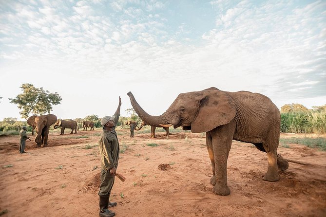 Moments with Elephants - Should you book Moments with Elephants with Amulonga Travel and Tours?