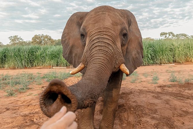 Moments with Elephants - Waterhole time: playing, bathing, and that mud-rolling magic