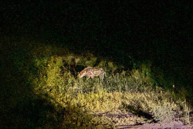 Night Game Drive in Zambezi National Park and Victoria Falls - Who This Night Safari Is Best For