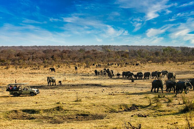 Safari Game Drive in the Savannah with Hotel pickup 3 times daily - Hotel Pickup, Timing, and Small-Group Practicalities