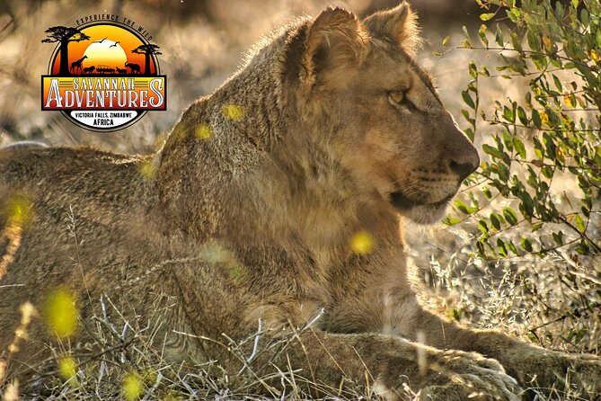Safari Game Drive in the Savannah with Hotel pickup 3 times daily - The Tea and Snack Break, plus the High Tea Option