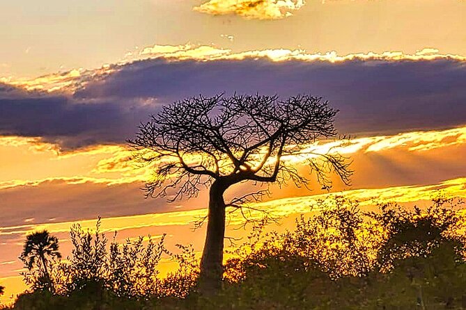 Safari Game Drive in the Savannah with Hotel pickup 3 times daily - At the Park Entrance: Briefing and Getting Your Bearings