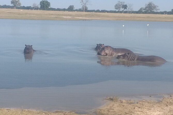 Safari Game Drive in Zambezi National Park - Quick Takeaways for This Zambezi Game Drive