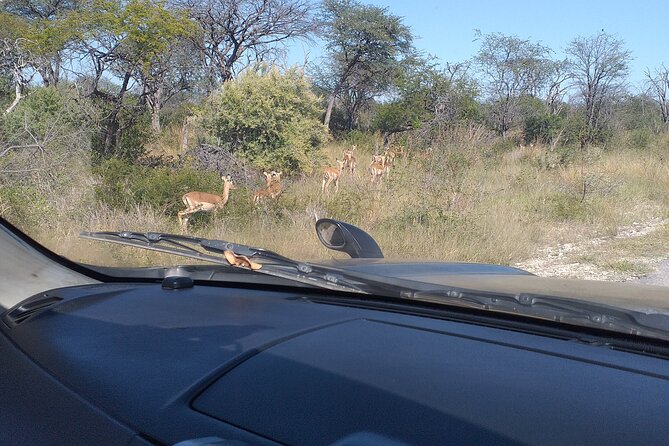 Safari Game Drive in Zambezi National Park - Zambezi Game Drives Start Close to Victoria Falls