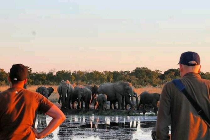 Safari Game Drive in Zambezi National Park - What Happens During Those 3 to 4 Hours