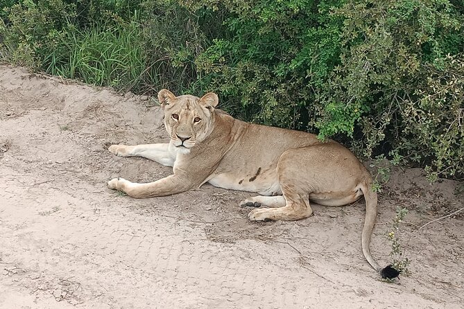 Safari Game Drive in Zambezi National Park - The Open Four-Wheel Drive Experience in a Small Group