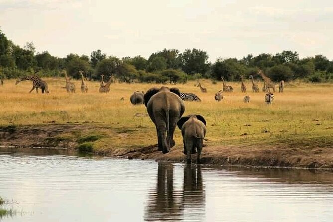 Safari Game Drive in Zambezi National Park - Expect Unfenced Wildlife, Not Guaranteed Close-Up Encounters