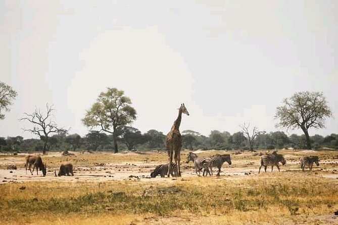 Safari Game Drive in Zambezi National Park - Victoria Falls Timing: How to Choose Morning or Afternoon