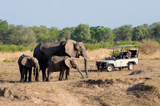 Safari Game Drive in Zambezi National Park with Hotel Pickup - Morning or afternoon: which Zambezi drive fits your day