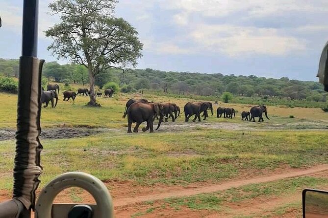 Safari Game Drive in Zambezi National Park - Morning Light Breakfast, Then Off-Road Wildlife Scanning