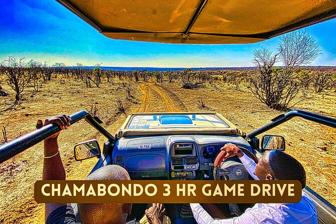 Safari in Victoria Falls and Zambezi National Park - Unfenced wilderness: how to think about timing and not getting frustrated