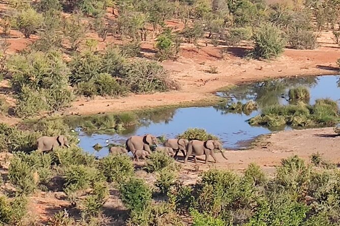 Safari in Victoria Falls and Zambezi National Park - Best time to go: early, mid-morning, or afternoon