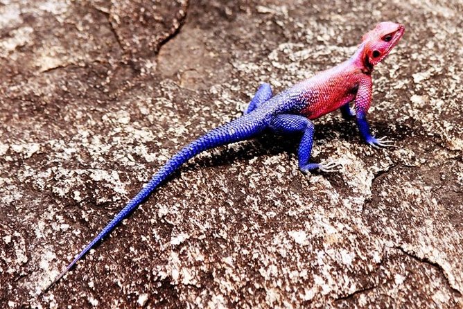 Silunguzi Matopos Village & Rock Paintings Visit ! - Price and Logistics: Is $95 Per Person Good Value?