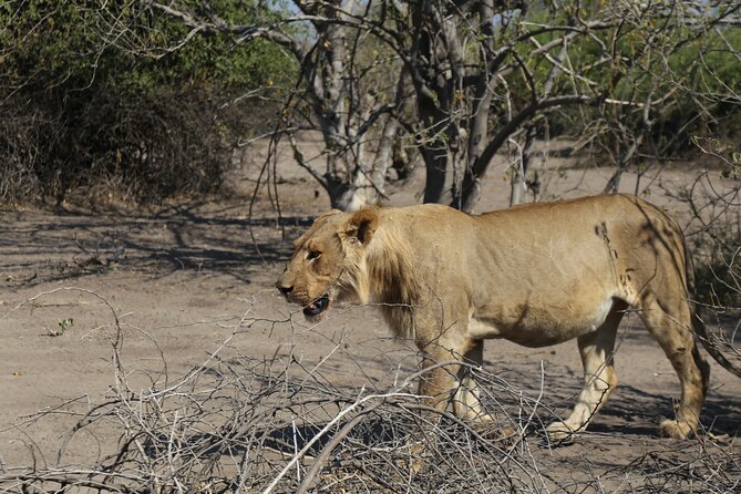 Small Group: Zambezi National Park Guided Game Drive - Key things I would prioritize on this safari