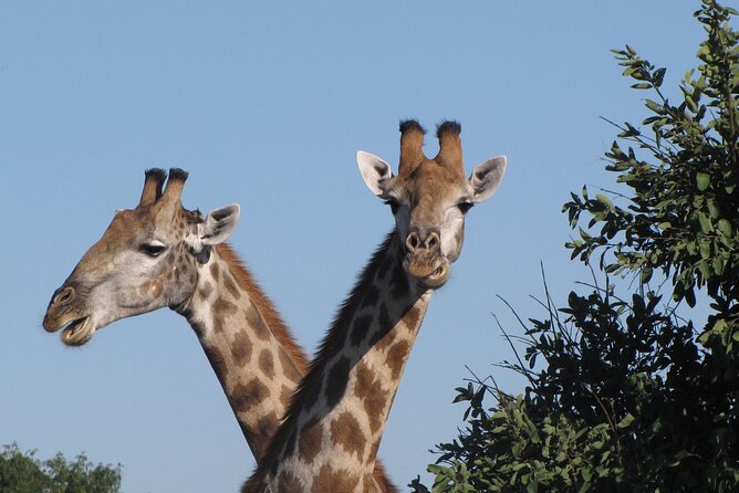 Small Group: Zambezi National Park Guided Game Drive - Open 4x4 game drives: why the vehicle setup matters