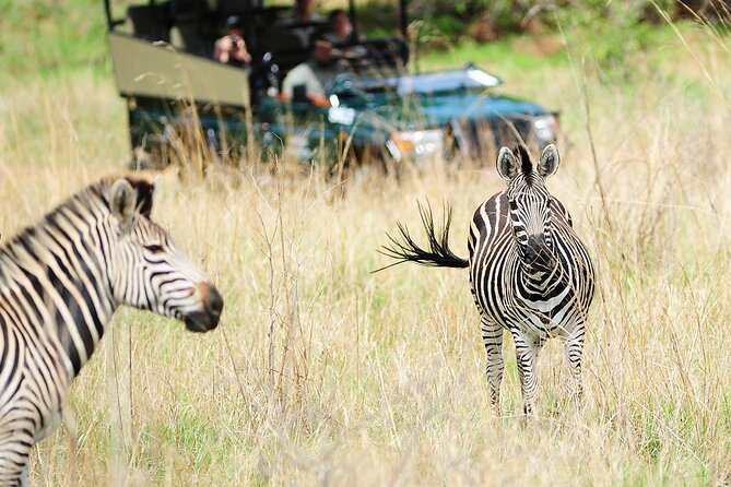 Small Group: Zambezi National Park Guided Game Drive - The park experience: a real, unfenced wilderness drive