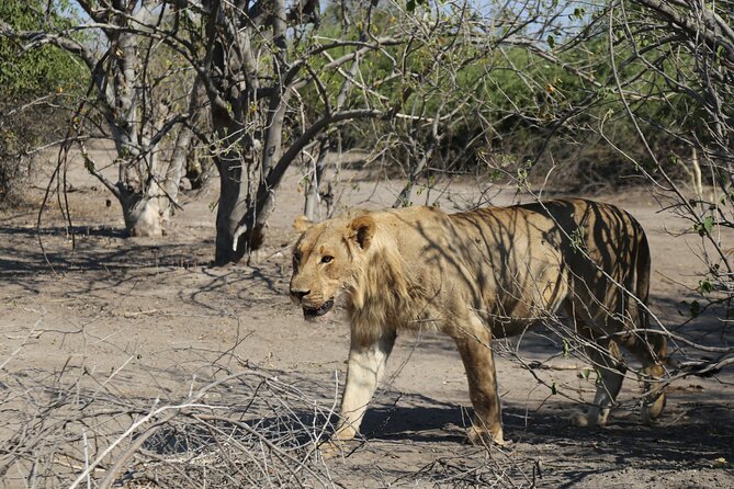 Small Group: Zambezi National Park Guided Game Drive - Your guide is the engine of the hunt
