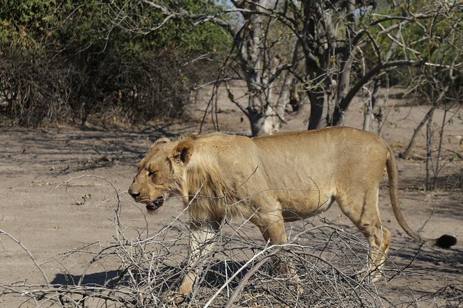 Small Group: Zambezi National Park Guided Game Drive - Pickup, timing, and how to plan your day around wildlife
