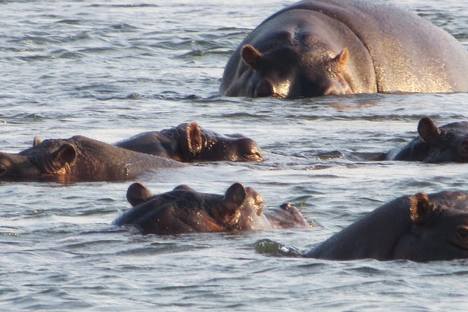 Sunset Cruise & Guided Falls Tour Combo - Day 1 on the Zambezi: sunset cruise snacks, drinks, and hippo sightings