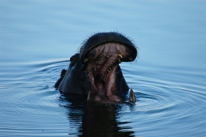Sunset Cruises on the Zambezi River from Victoria Falls - Practical Tips That Make a Difference on Board