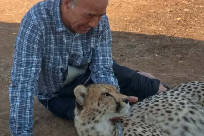 The Cheetah Experience - Key Things That Make This Cheetah Encounter Worth Your Time