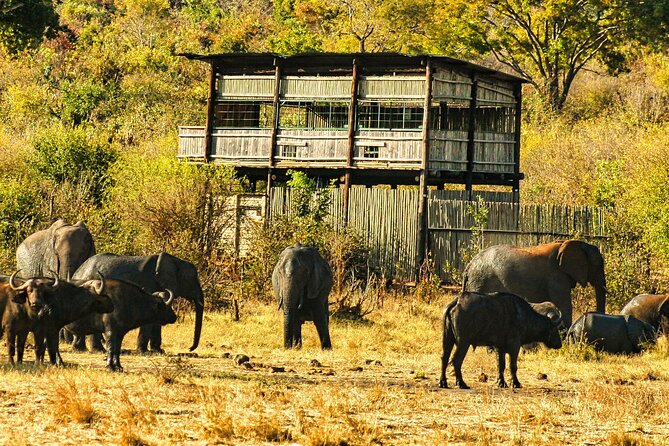 Unique Safari Game Drives in Zambezi National Park, 4 Options - Why Zambezi National Park feels close to Victoria Falls