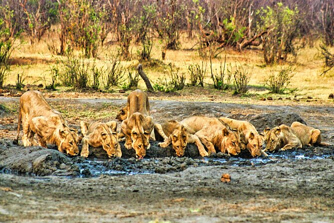 Unique Safari Game Drives in Zambezi National Park, 4 Options - Pickup, mobile ticket, and small-group comfort