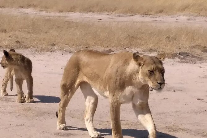 Victoria Falls And Chobe - Day 3 in Chobe: a full 9-hour day built for wildlife time