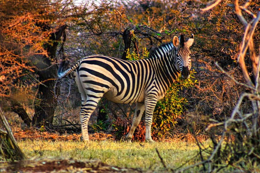 Victoria Falls: Baobab Safari - Sunrise and Mid Morning - Off-road bush driving: wildlife, plants, and local context