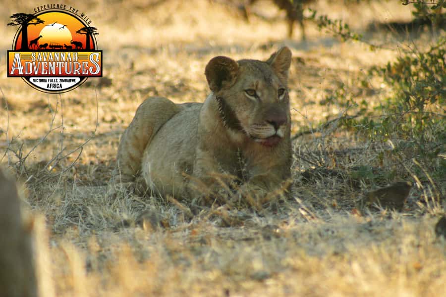 Victoria Falls: Baobab Safari - Sunrise and Mid Morning - Your guide, the group size, and how the pace works