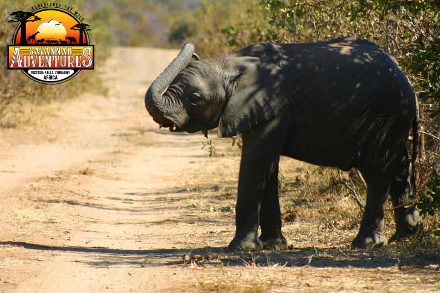 Victoria Falls: Baobab Safari - Sunrise and Mid Morning - What to bring, what to wear, and what rules to follow