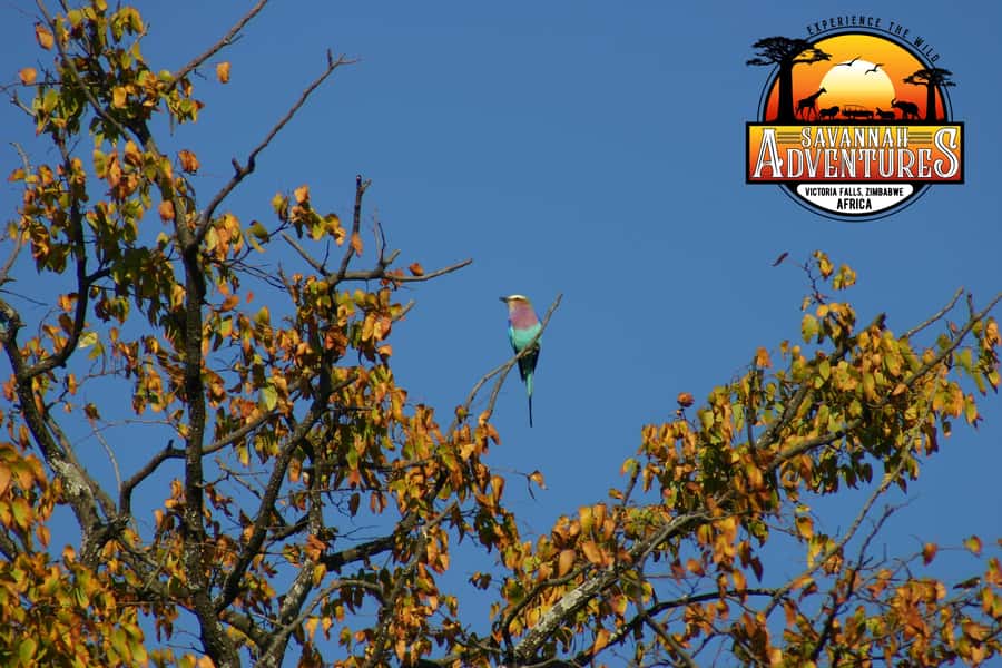 Victoria Falls: Baobab Safari - Sunrise and Mid Morning - Should you book the Victoria Falls Baobab Safari?