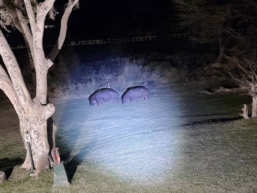 Victoria Falls: Bush Experience and Stargazing D-F-ES-GB - Wildlife Encounters You Should Expect, and How to Keep It Fun