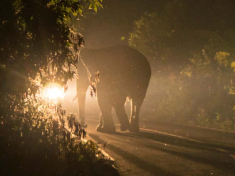 Victoria Falls: Bush Experience and Stargazing D-F-ES-GB - The Guide and Languages: English Is Included, More Is Extra
