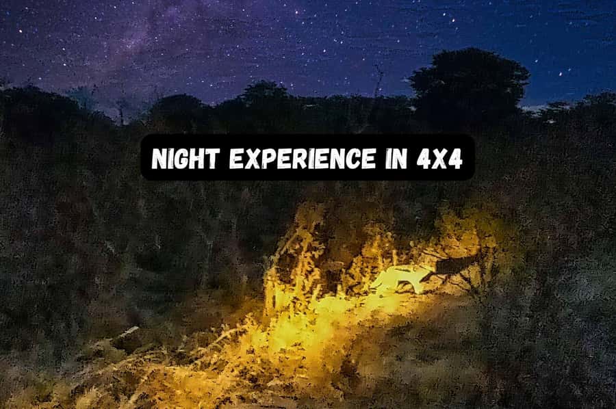 Victoria Falls: Bush Experience and Stargazing D-F-ES-GB - The 4x4 Flashlight Safari: What the Night Drive Feels Like
