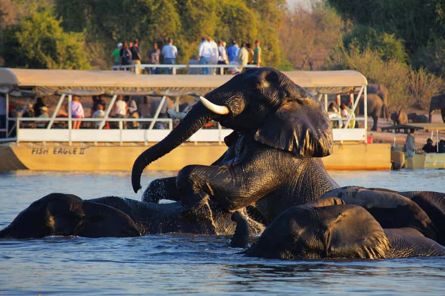 Victoria Falls: Chobe National Park Day Trip with Lunch - Key Highlights Worth Writing Home About