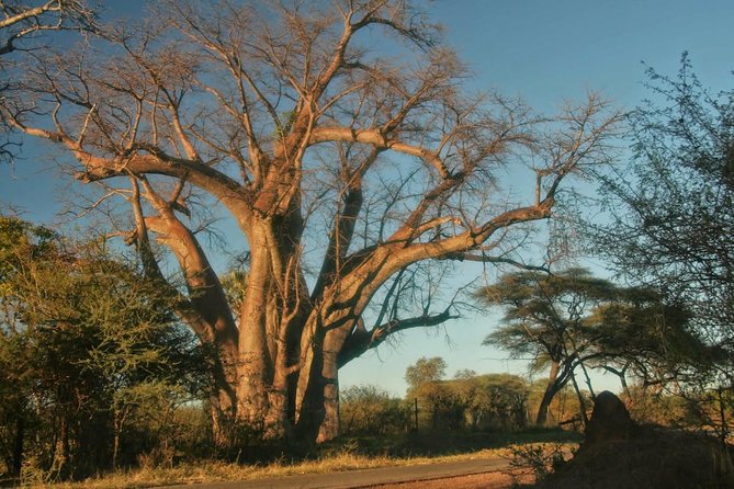Victoria falls Day Trip in Zimbabwe from Livingstone (Zambia) - Township tour stop: a short look at local life on the way to the falls