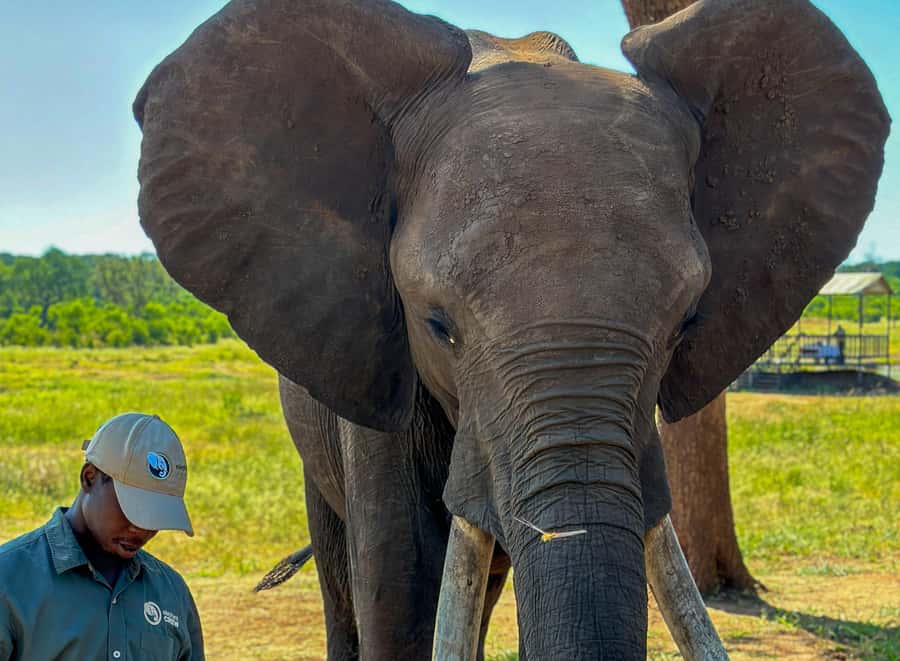 Victoria Falls: Elecrew Through The Eyes Of An Elephant - The 2.5-hour flow: pickup, Jafuta Lodge, and waterhole time