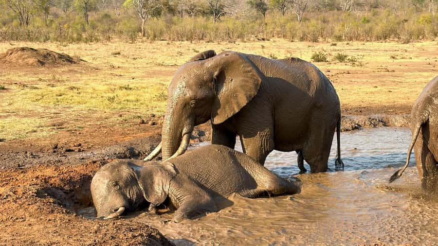Victoria Falls: Elecrew Through The Eyes Of An Elephant - Jafuta Lodge walk and safety briefing: practical tips for comfort