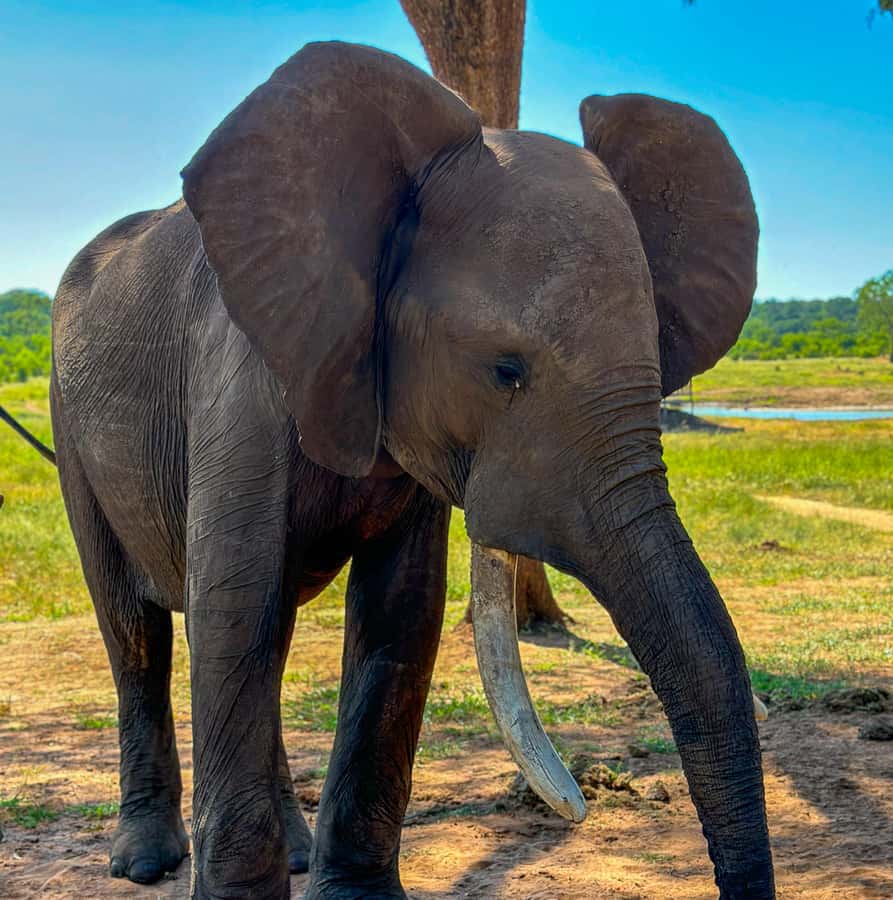 Victoria Falls: Elecrew Through The Eyes Of An Elephant - Close encounters and photo opportunities, with boundaries that matter