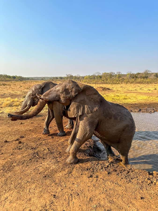 Victoria Falls: Elecrew Through The Eyes Of An Elephant - The waterhole refreshments: a rare moment of calm