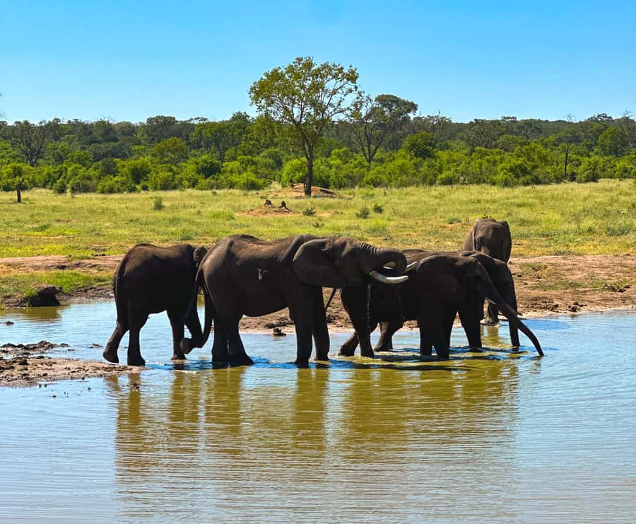 Victoria Falls: Elecrew Through The Eyes Of An Elephant - Price and value: is $148 worth it?