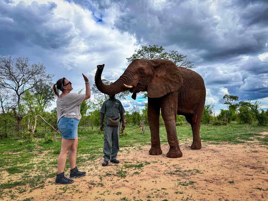 Victoria Falls: Elecrew Through The Eyes Of An Elephant - The elephant herd and why these encounters can feel different