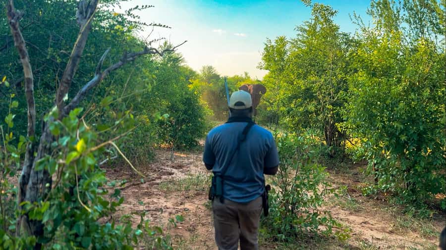 Victoria Falls: Game Walk in the Zambezi National Park - Key highlights worth planning for