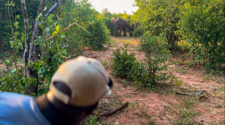 Victoria Falls: Game Walk in the Zambezi National Park - Why a Zambezi walking safari feels different from a game drive