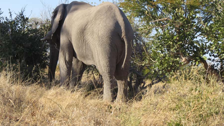 Victoria Falls: Hwange National Park Full-Day Safari - Key points to know before you go