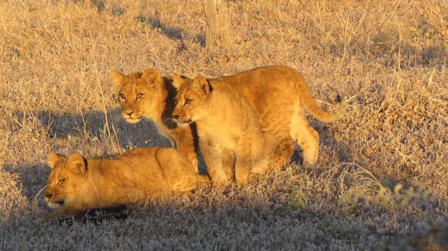 Victoria Falls: Hwange National Park Full-Day Safari - Why a Hwange safari starts so early