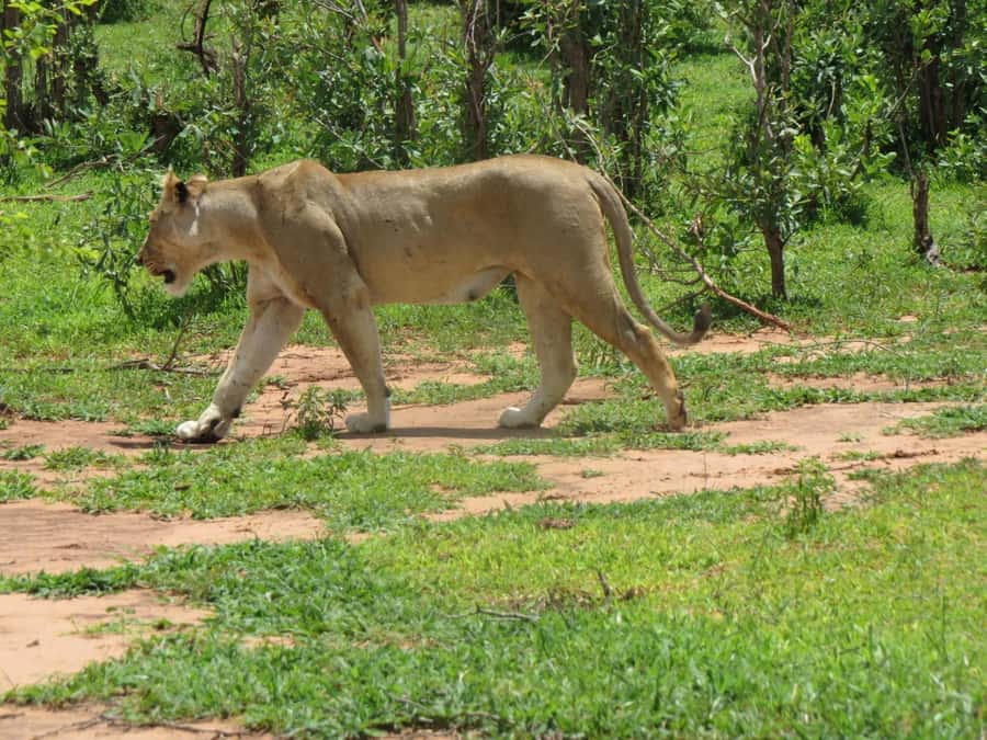 Victoria Falls: Hwange National Park Full-Day Safari - Safety briefing, then you’re in the game-drive zone